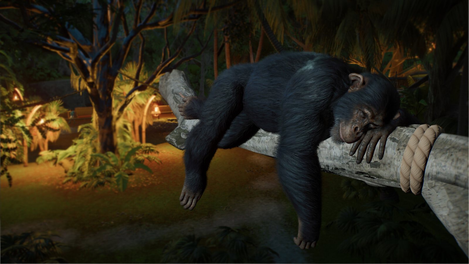 Chimpanzee sleeping on a log