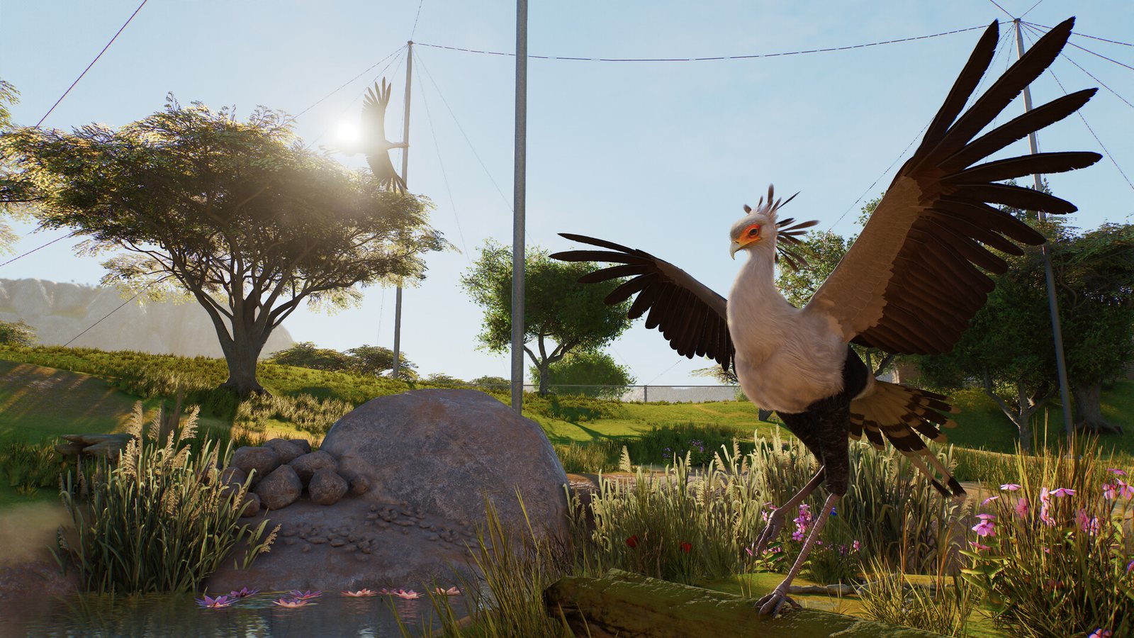 Secretarybird with wings spread